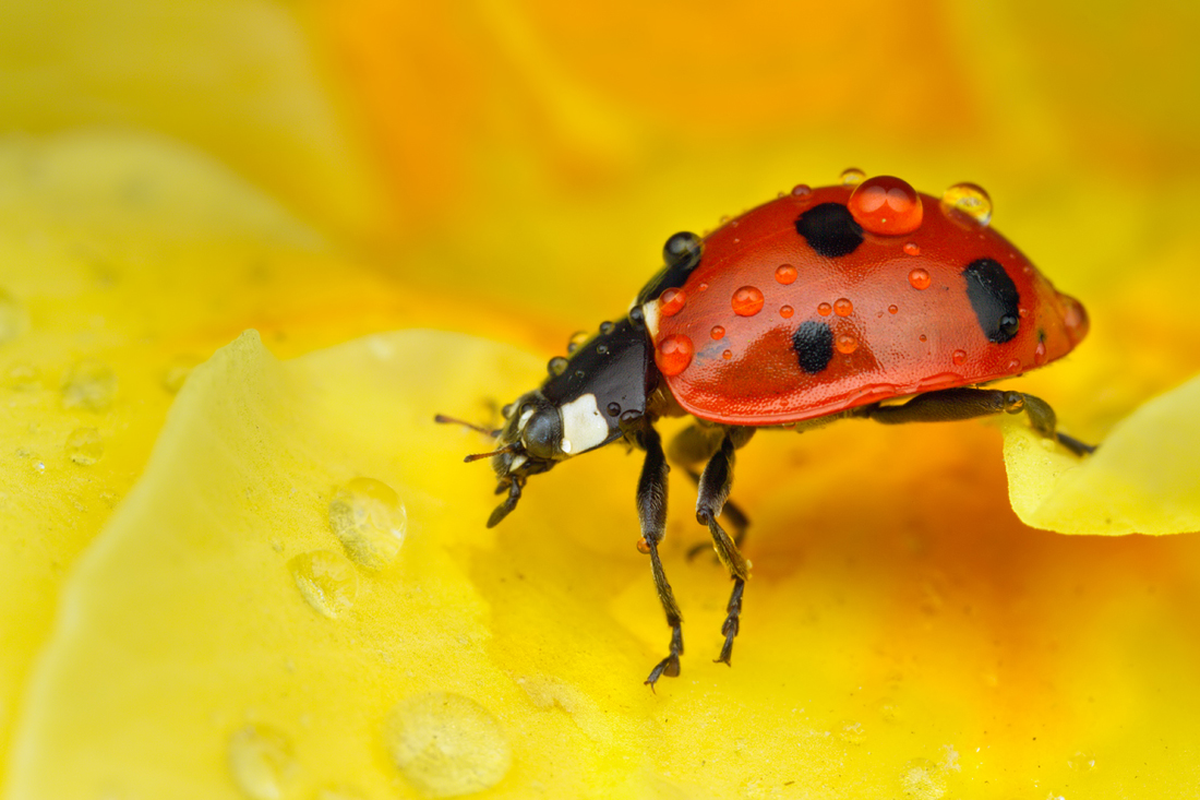 2011 (3) MARCH Seven-Spot Ladybird